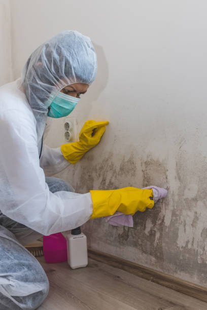 Best Water Damage & Mold Remediation  in Atasdero, CA