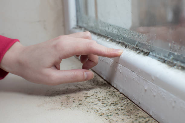 Best Asbestos and Lead Testing During Mold Inspection  in Atasdero, CA